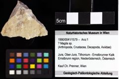 Foto (Objket + Etiketten) von Cracensigillatus acutirostris (Moericke, 1889) 